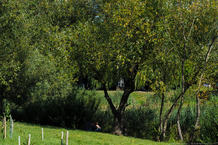 Глава горадминистрации сравнила деревья с низкими ветками с «небритыми мужиками»