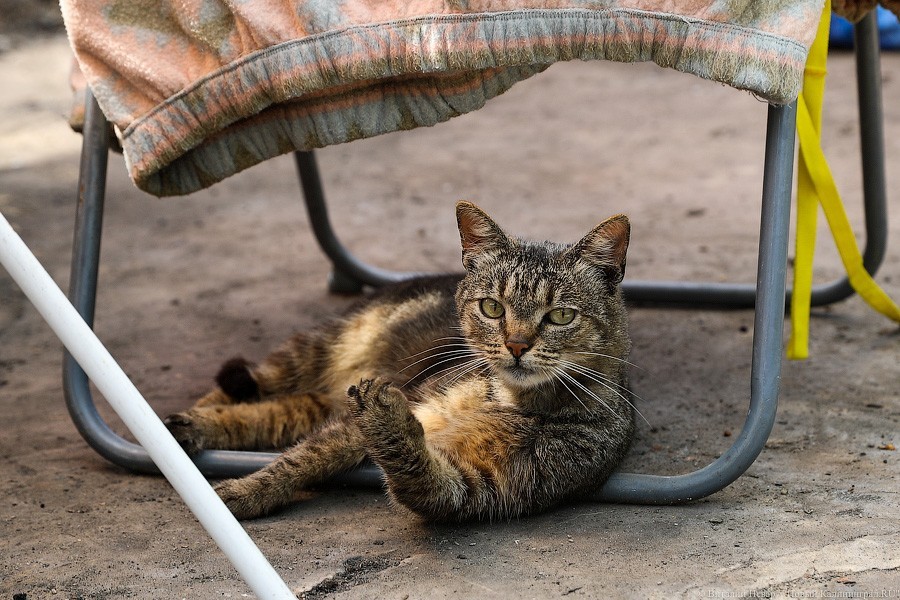 Бездомный кот обесточил поселок в Калининградской области