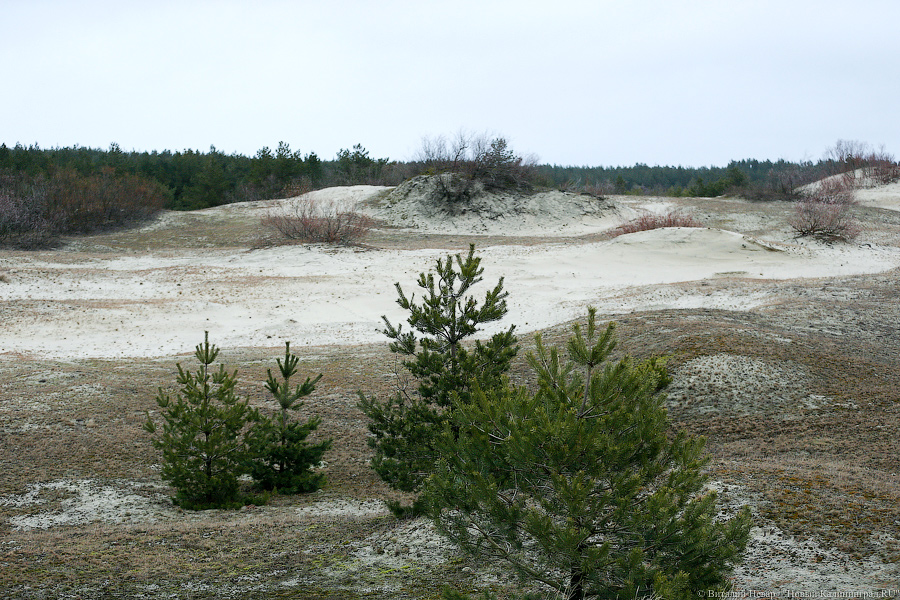На Куршской косе хотят реконструировать маршрут «Высота Эфа»