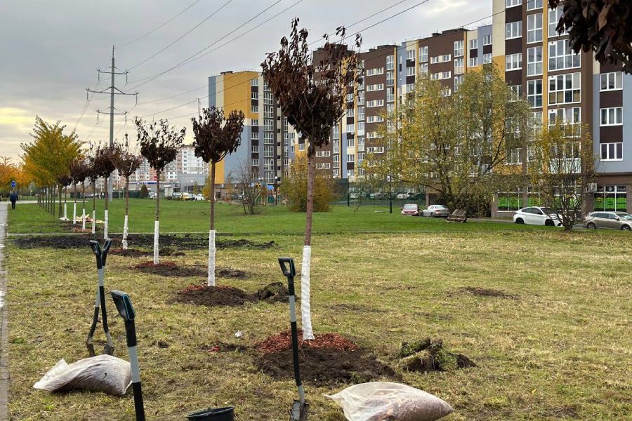 Возле СК «Янтарный» высадили дополнительные деревья на аллее сакур