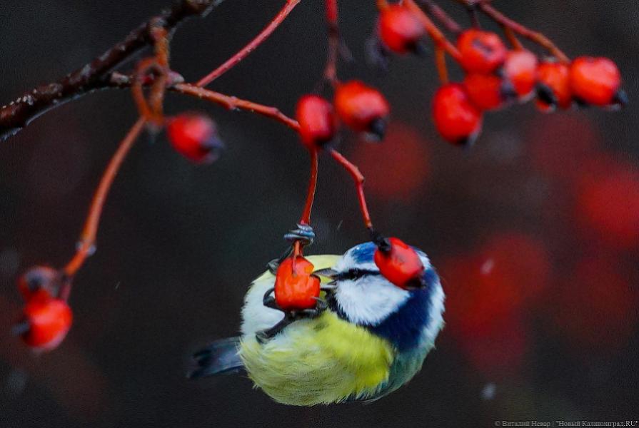Погода в Калининграде 26 ноября