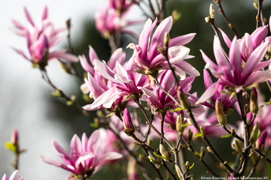 В парке имени Гагарина обещают высадить квартал магнолий