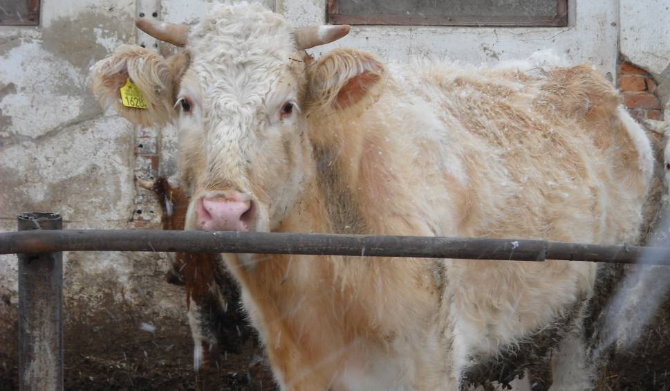 В Польше корова сломала руку фермеру и уплыла, спасаясь от убоя