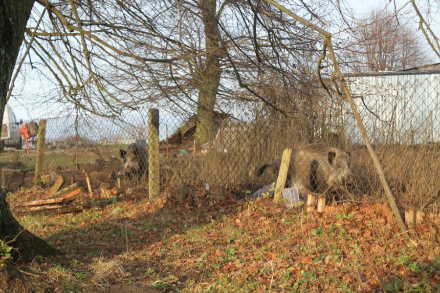 В Зеленоградске женщина приманила диких кабанов и создала угрозу распространения АЧС
