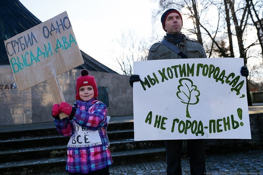 «Уконтропупить» насаждения: что ждет три парка в Калининграде