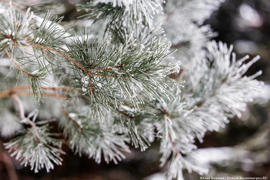 Малооблачно и без осадков: погода в Калининградской области 30 января