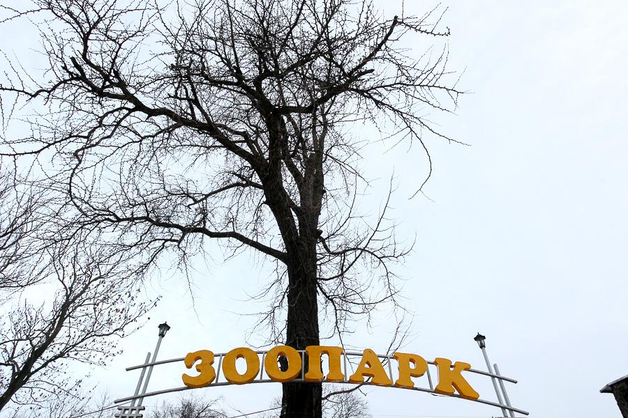 У обезьян в Калининградском зоопарке родились детеныши весом 25 граммов (видео)