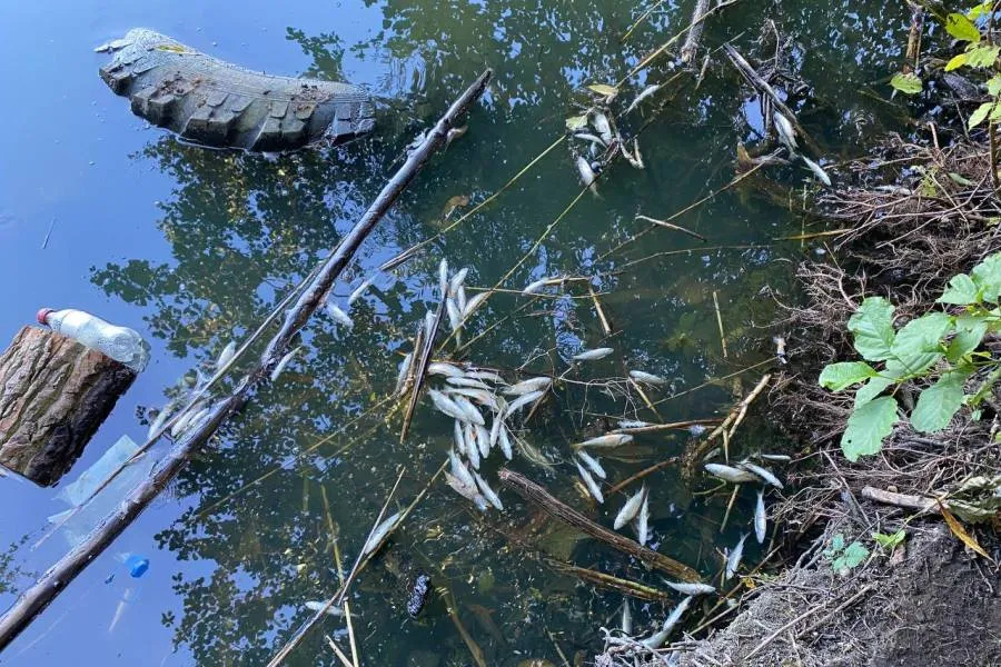 Калининградская область стала лидером по числу загрязнённых водоёмов в 2024-м