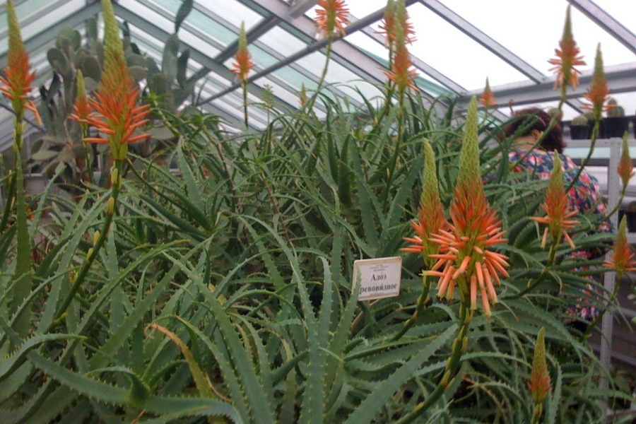 В Ботаническом саду зацвело алоэ, привезённое в 1950-х из МГУ (фото)