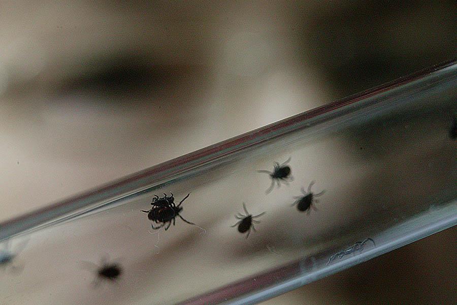 Больше трехсот калининградских детей с начала года пострадали от клещей