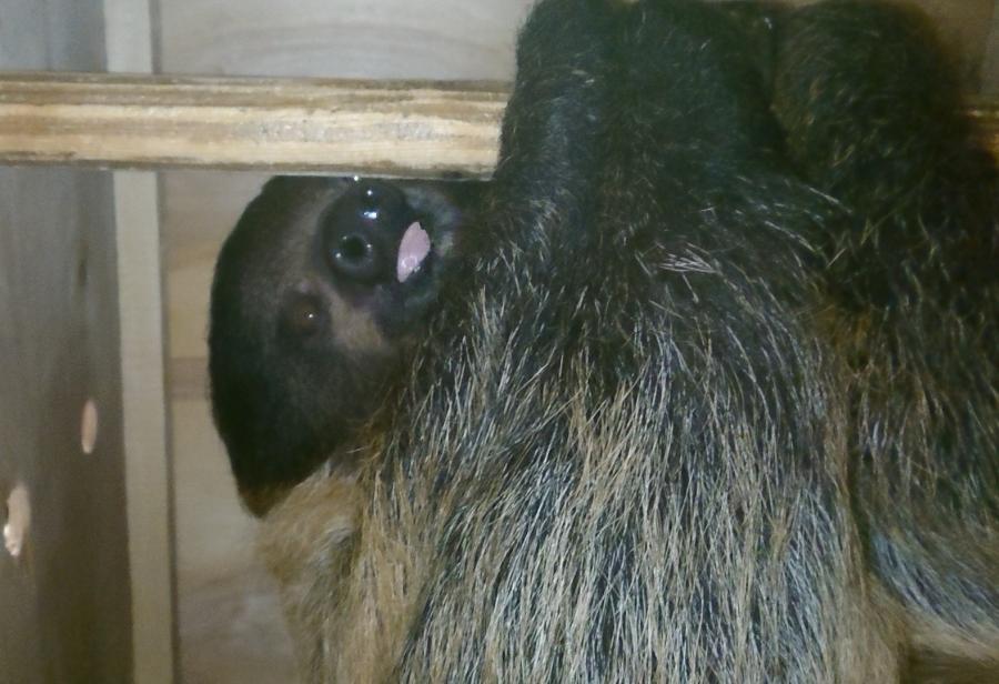 В Калининградский зоопарк впервые привезли ленивца (фото)