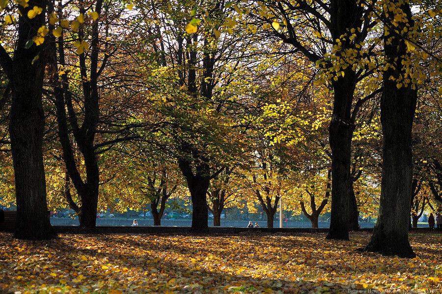 Погода в Калининграде 23 октября