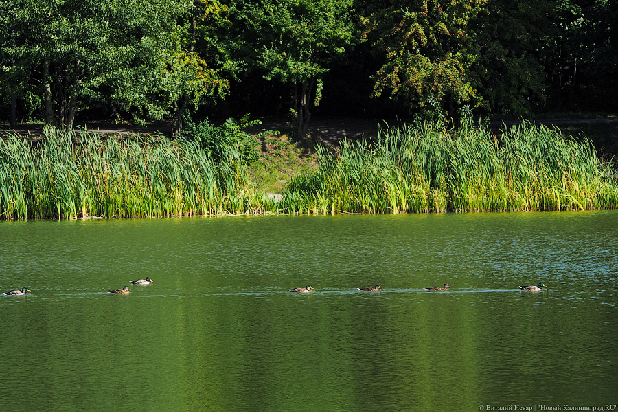 Водолазы МЧС отправились на поиски подростка в Озерский район