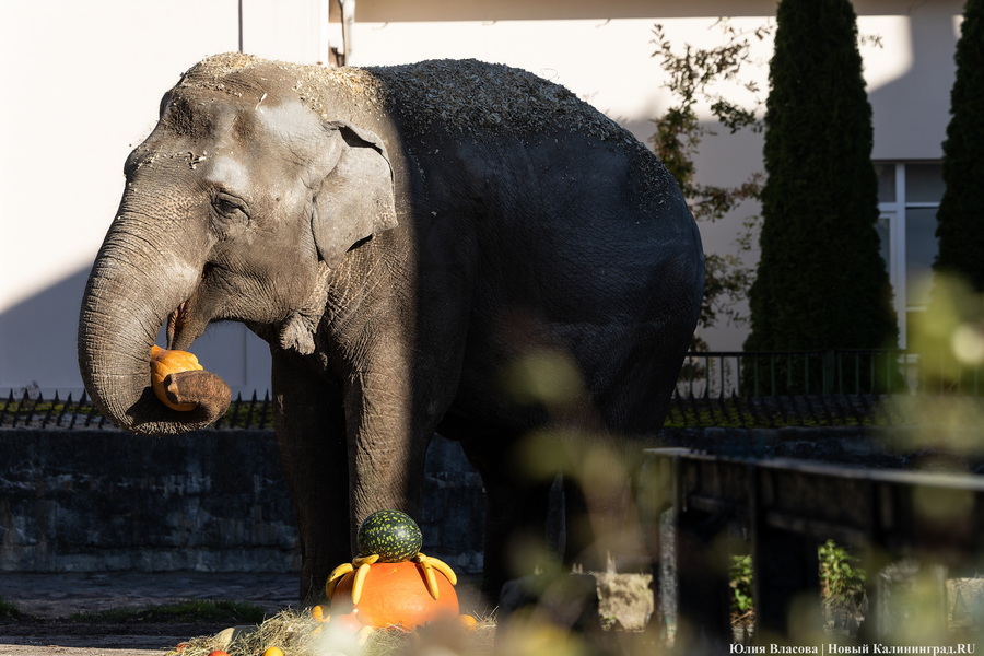 Калининградский зоопарк приглашает на день рождения слонихи Преголи
