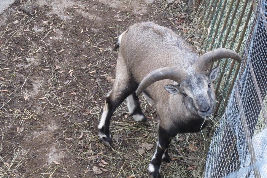 Калининградский и нижегородский зоопарки обменялись голубыми баранами