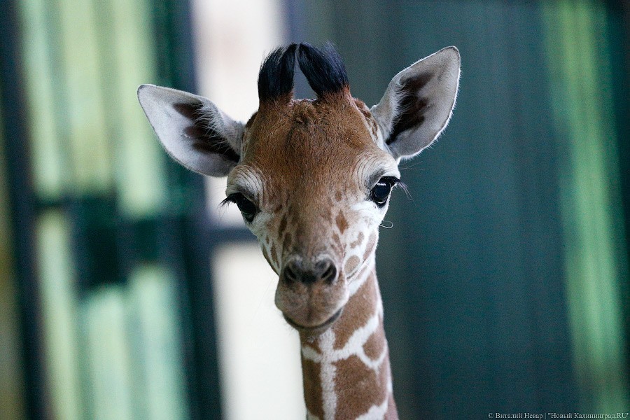 В Белгородском зоопарке умер жирафёнок Сафари из Калининграда