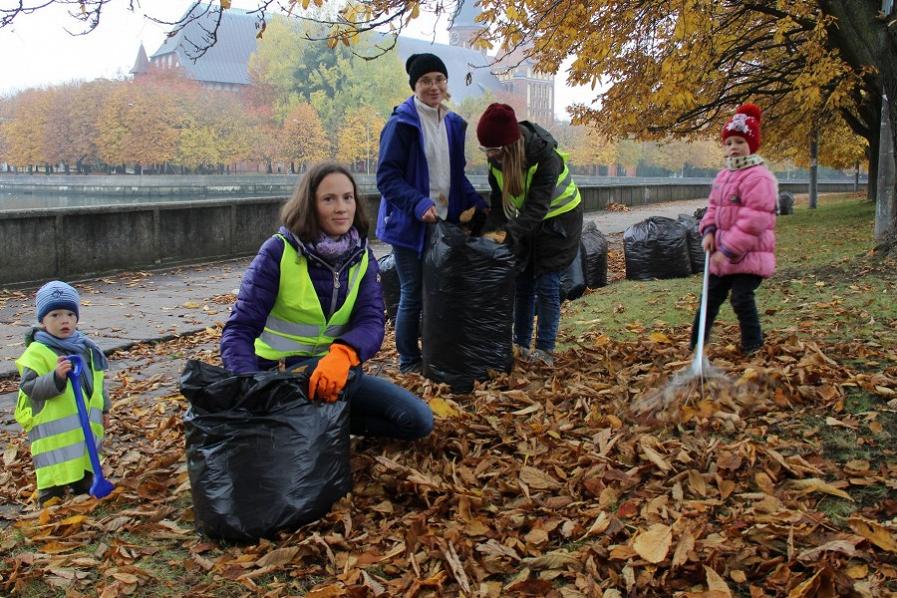 В Калининграде впервые выделили деньги на спасение каштанов, и это миллионы рублей
