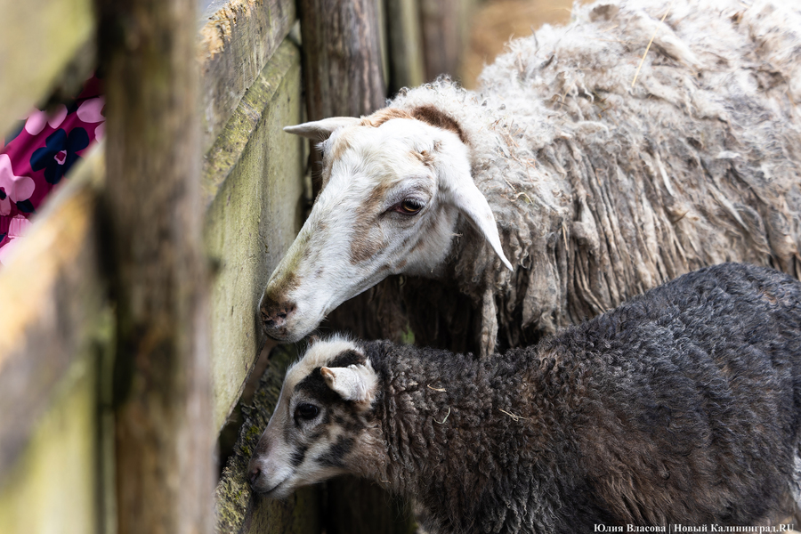 Калининградский овцевод: новые веттребования отразились на расходах фермеров