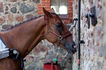 Черняховская полиция разыскивает украденного коня