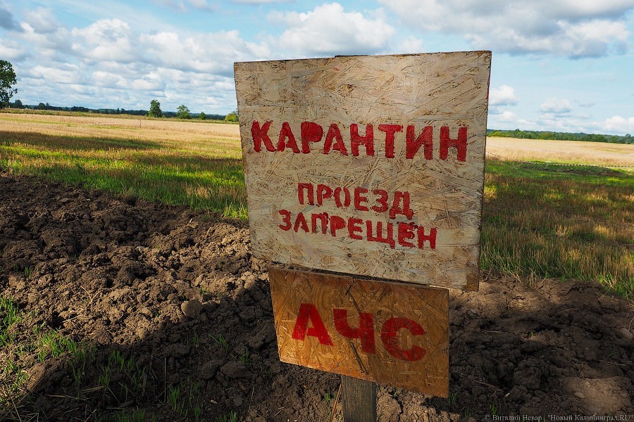 В июле из-за АЧС численность поголовья свиней в области рухнула на 27%