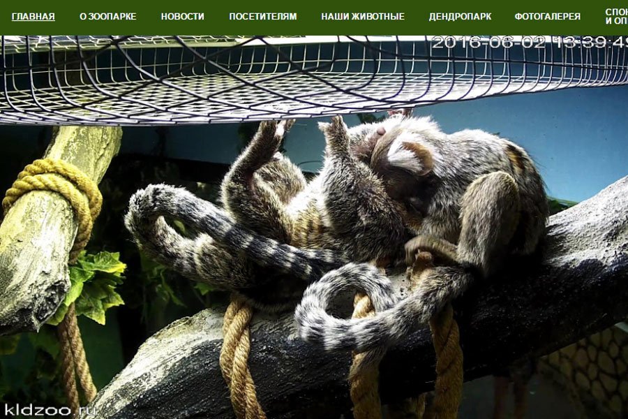 Калининградский зоопарк запустил онлайн-видеотрасляцию из вольеров с обезьянами
