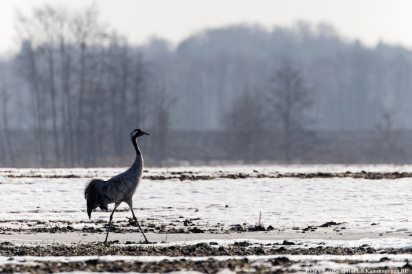 Мартовский «курлык»: в Калининградскую область вернулись журавли (фото)