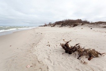 На Куршскую косу в «Музейную ночь» можно будет проехать бесплатно