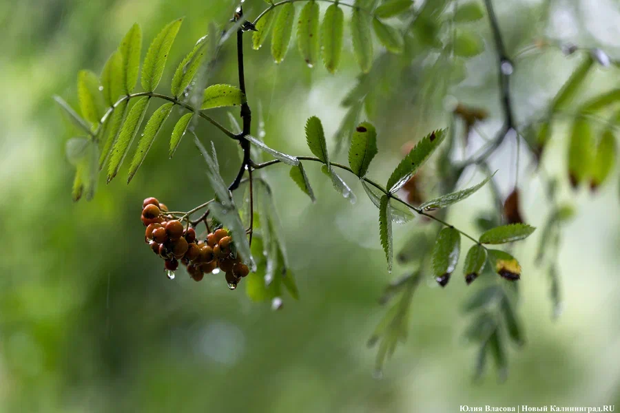 В Калининграде ввели сезонный запрет на обрезку зеленых насаждений
