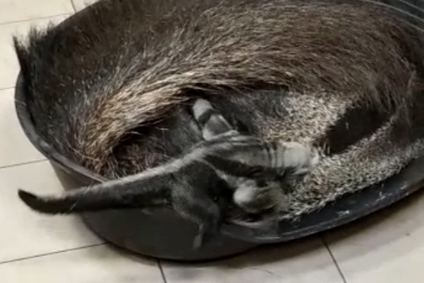 У пары гигантских муравьедов в калининградском зоопарке родился малыш (видео)