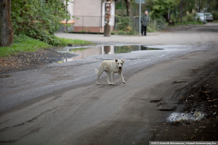 В Озерске женщина отсудила у хозяйки покусавшей ее собаки 24 тыс. руб.