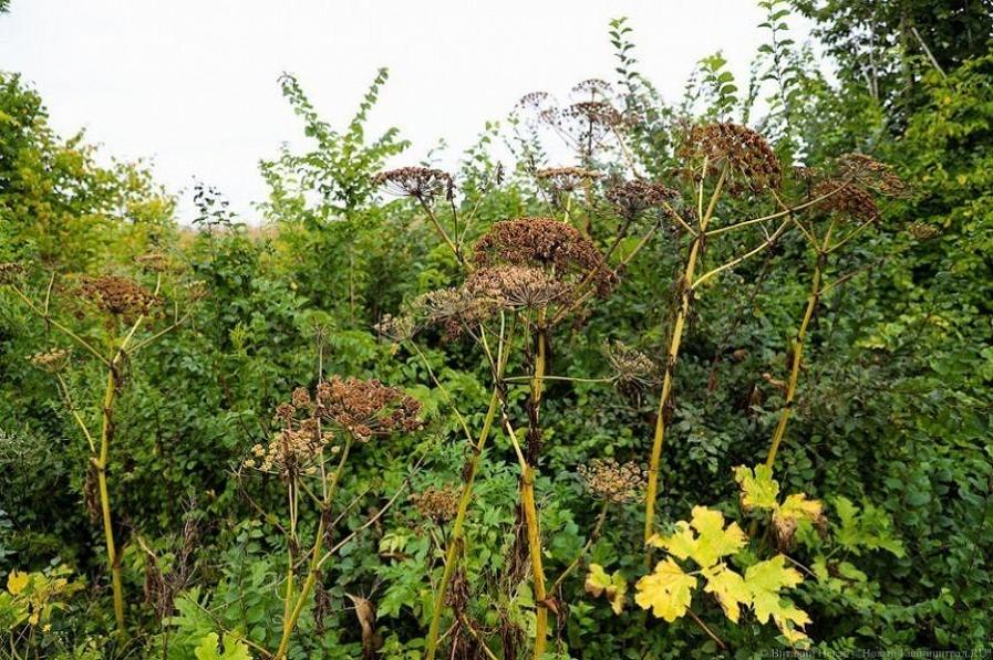 Из бюджета области намерены потратить почти 50 млн на борьбу с борщевиком