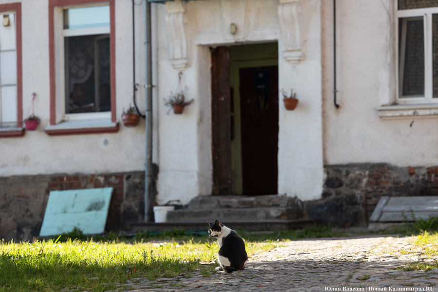 Госдума хочет запретить кормление животных у жилых домов и соцобъектов в России