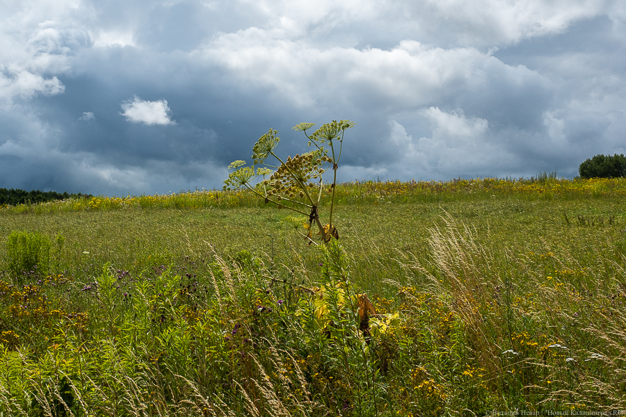 Калининградцам обещают теплые выходные и дождь