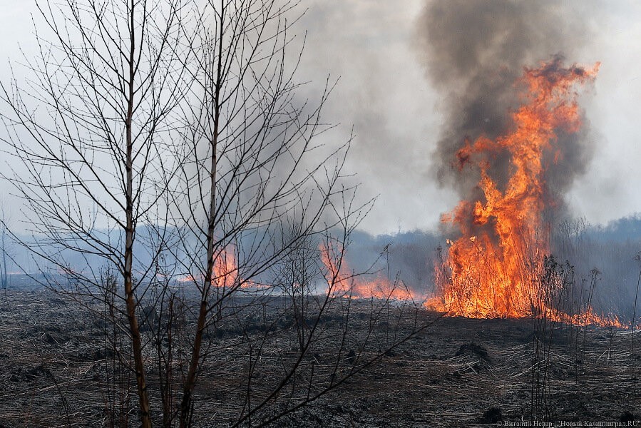 Палы травы за сутки тушили более 120 калининградских пожарных