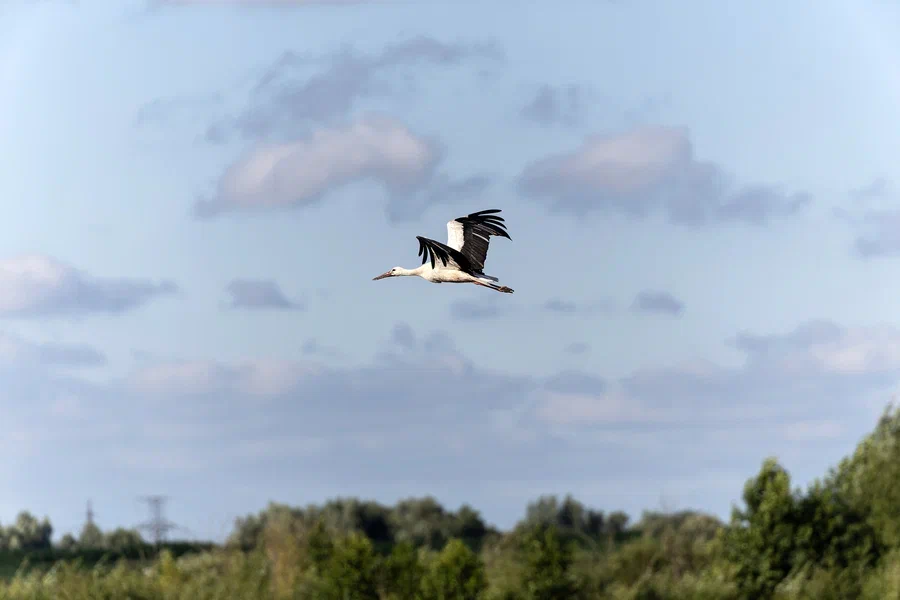 Дождливо и ветрено: погода в Калининградской области 25 апреля