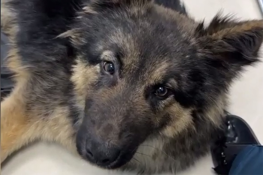 Сотрудники регионального управления МЧС ищут дом для спасённой собаки (фото) (видео)