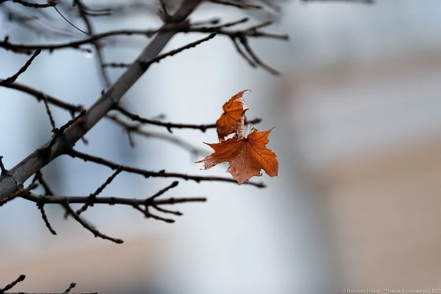 Погода в Калининграде 3 декабря
