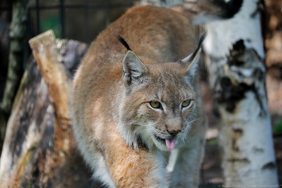 Из поваленного дерева в Калининградском зоопарке сделали «игрушки» для животных (видео)
