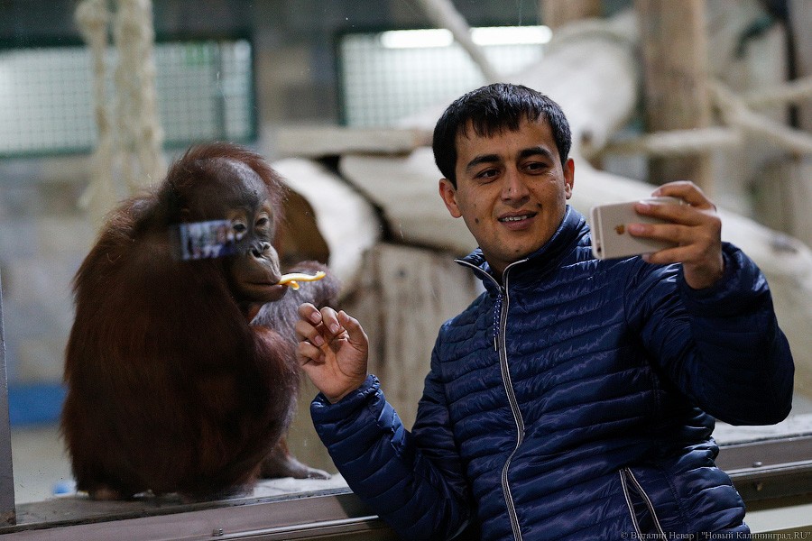 Варяг из Дании: в Калининградском зоопарке поселился орангутан Бенджамин
