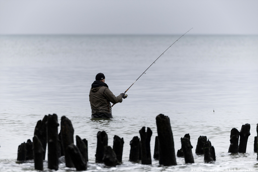 Калининградские рыбаки в 2025 году сократили вылов трески в три раза