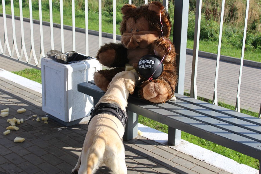 В Калининграде саперы «обезвредили» большого подозрительного плюшевого медведя