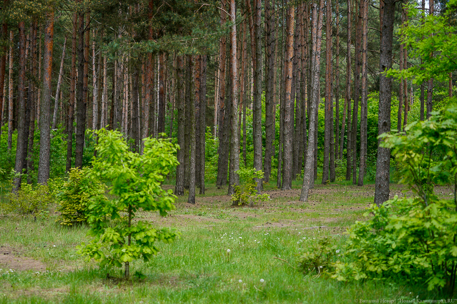 В Калининградской области зафиксировали рост численности диких животных