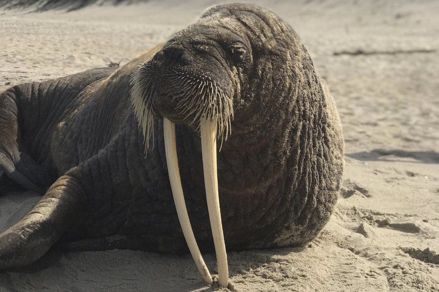 Морж уплыл с Куршской косы (видео)