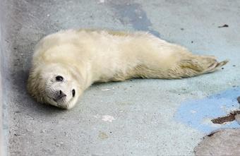 В зоопарке родился второй тюлененок за месяц