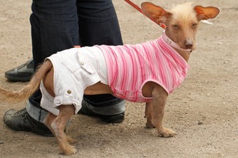 «Чистокровные двортерьеры»: фоторепортаж с выставки собак «Дворянское собрание»