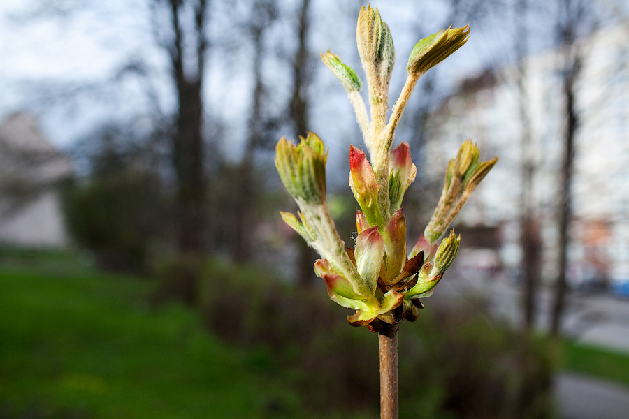 В воскресенье у поселка Романово планируют продолжить посадку «народной аллеи»