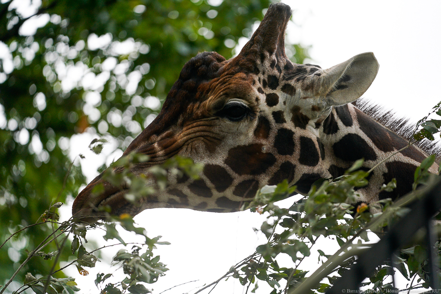 Калининградский зоопарк снова сообщил о минировании