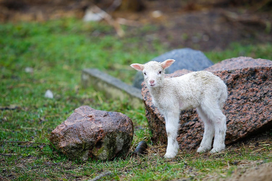 В Калининградской области стало значительно больше овец и коз