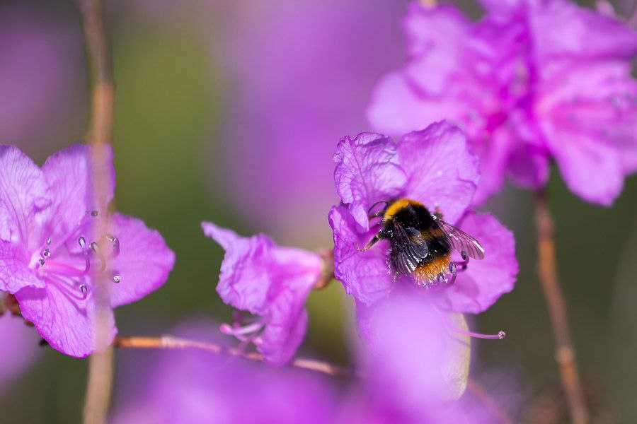 Погода в Калининграде 1 мая