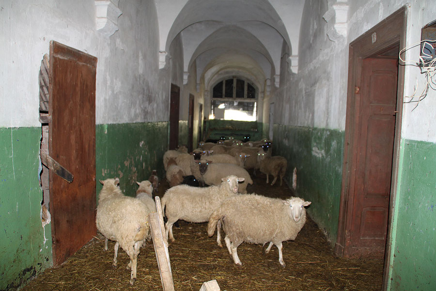 НТВ: фермер охраняет памятник истории под Черняховском с помощью овец